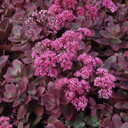 Sedum Sunsparkler® Firecracker