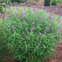 Salvia leucantha (Mexican Bush Sage)