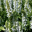 Salvia Lyrical™ White