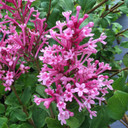 Syringa Bloomerang® Dwarf Pink (Lilac)