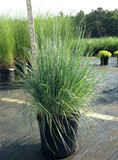 Schizachyrium scoparium (Little Bluestem)