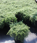 Thymus Magic Carpet (Creeping Thyme)