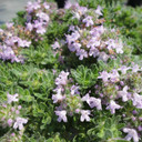 Thymus Pink Chintz (Creeping Thyme)