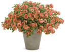 Verbena Superbena Royale® Peachy Keen