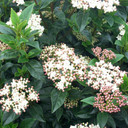 Viburnum Compactum