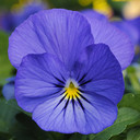 Viola Sorbet® XP True Blue
