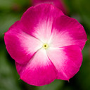 Vinca Cora® XDR Magenta Halo