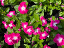 Vinca Cora® XDR Magenta Halo