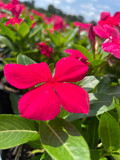 Vinca Cora® XDR Punch