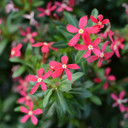 Vinca Soiree Kawaii® Coral