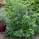 Vitex Blue Diddley® (Chaste Tree)