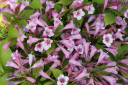 Weigela Snippet Lime®