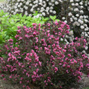 Weigela Wine & Roses®