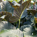 Alocasia Regal Shields