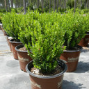 Buxus Baby Gem™