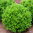 Buxus Winter Gem