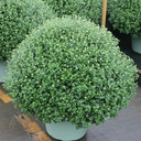 Belgian Mums® Savona Red