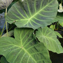 Colocasia Maximus Gigante