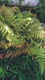 Dryopteris Brilliance (Autumn Fern)