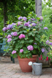 Hydrangea mac. Endless Summer® BloomStruck®