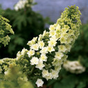 Hydrangea quer. Gatsby Star®