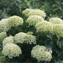 Hydrangea arb. Invincibelle Limetta®