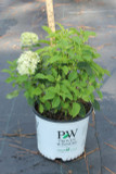 Hydrangea arb. Invincibelle Limetta®