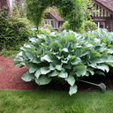 Hosta Krossa Regal