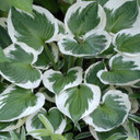 Hosta Minuteman