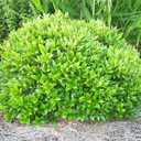 Ilex Carissa (Chinese Holly)