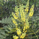 Mahonia Winter Sun