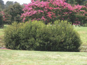 Myrica cerifera (Southern Wax Myrtle)