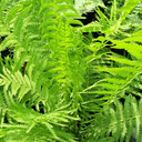 Matteucia struthiopteris (Ostrich Fern)