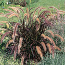 Pennisetum Rubrum (Purple Fountain Grass)