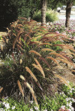 Pennisetum Rubrum (Purple Fountain Grass)