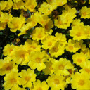 Portulaca Pazazz™ Vivid Yellow