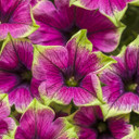 Petunia Supertunia® Picasso In Purple®