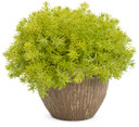 Sedum Lemon Coral®