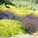 Sedum Lemon Coral®