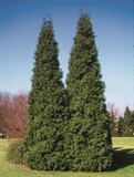 Thuja Spring Grove® (Arborvitae)