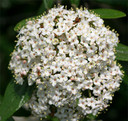 Viburnum Decker