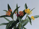 Asclepias Silky Deep Red (Milkweed)