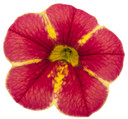 Calibrachoa Superbells® Cardinal Star™