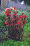 Lobelia Vulcan Red (Cardinal Flower) 