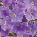 Petunia Supertunia® Blue Skies