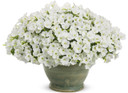 Petunia Supertunia® Mini Vista White