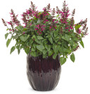 Salvia Rockin'® Fuchsia