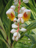 Alpinia Variegata