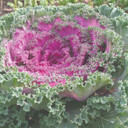 Brassica Red Kamome™ (Ornamental Kale)