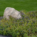 Ceratostigma plumbaginoides (Hardy Plumbago)